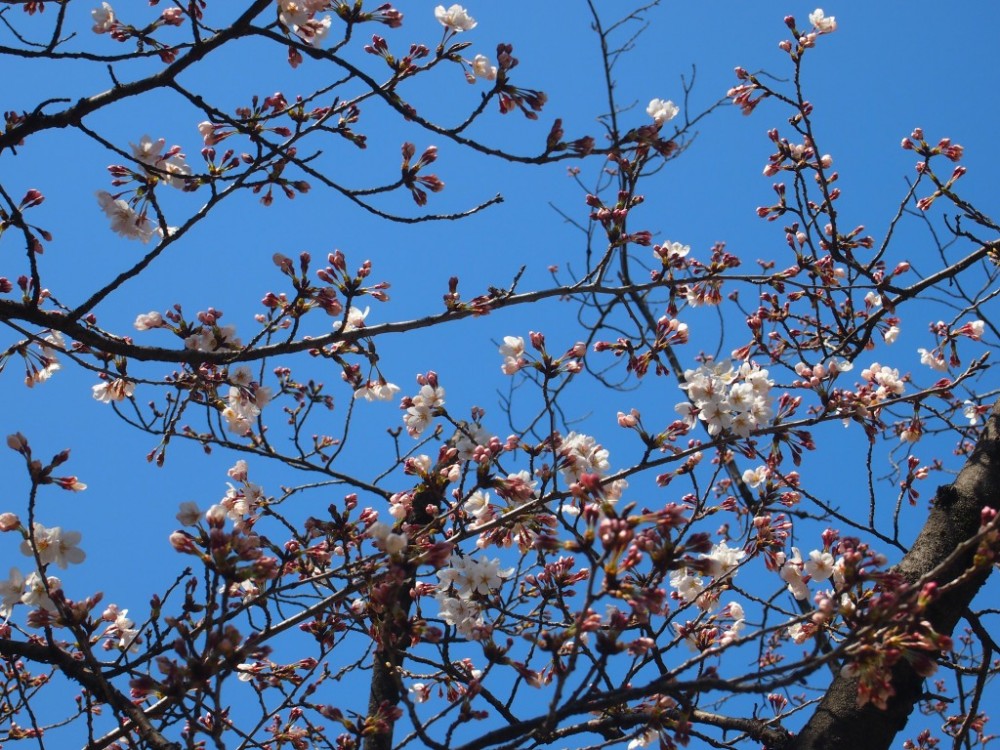 桶狭間古戦場の桜